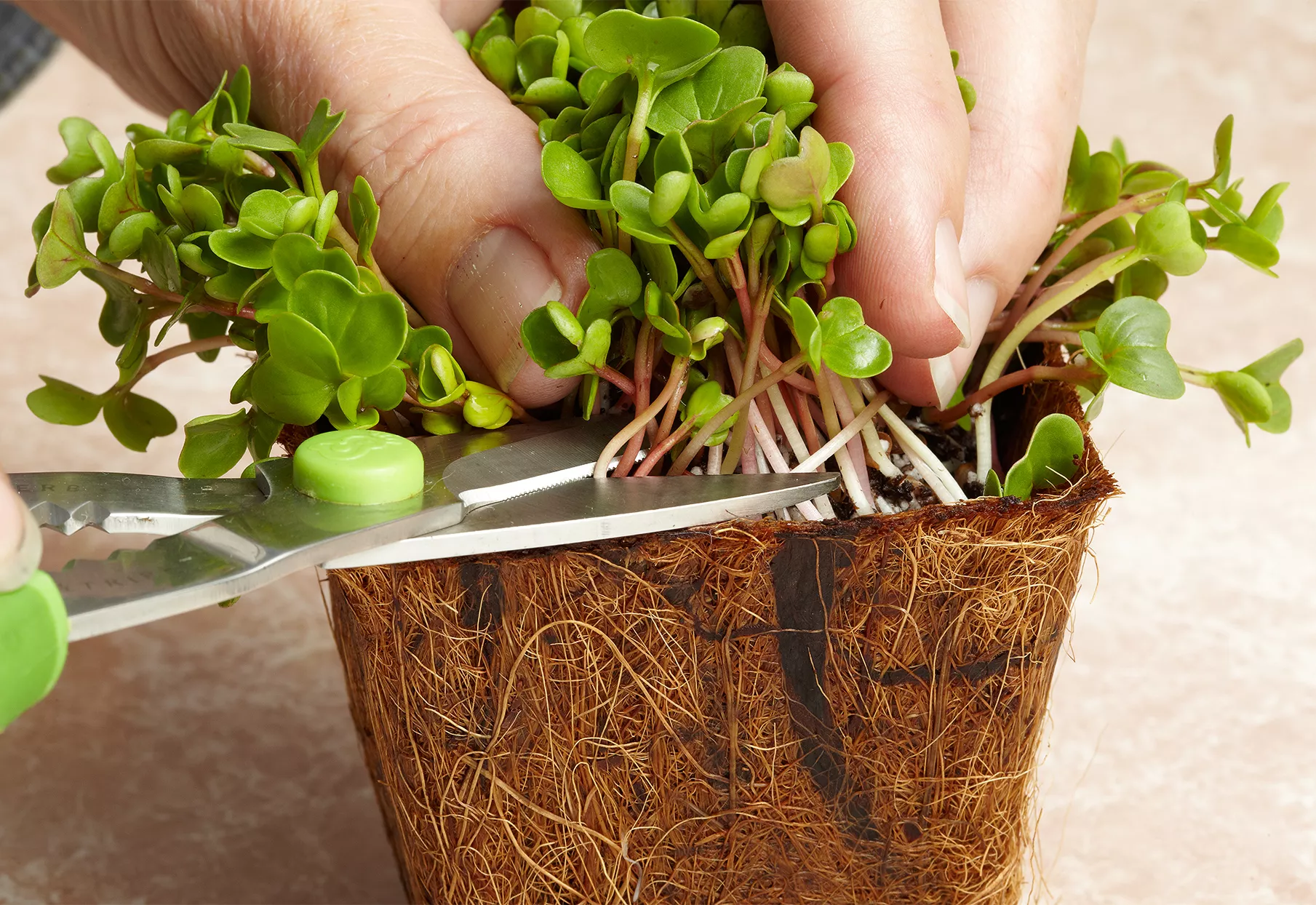 Coupe de microgreens avec des ciseaux