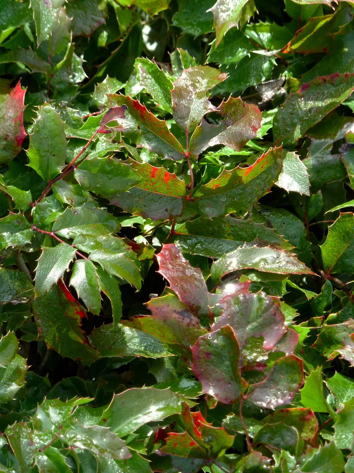 Oregon Grape 'Mission Canyon'