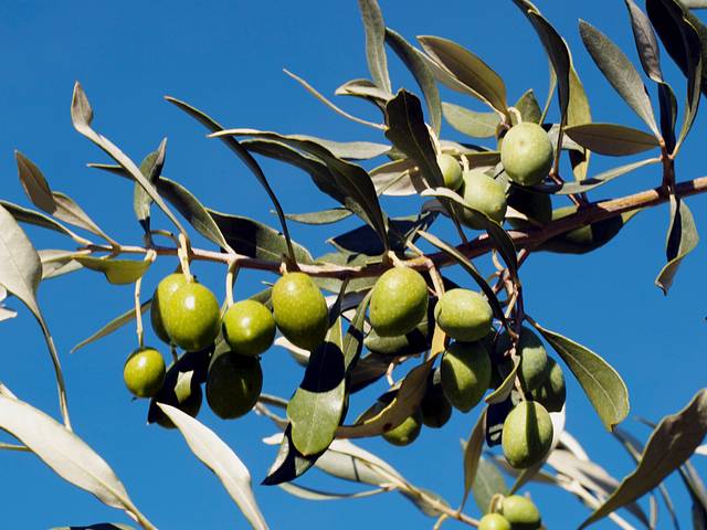 Olives 'Tanche' ou olive de Nyons