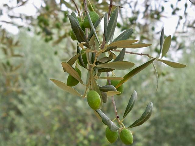 Olives 'Aglandau'