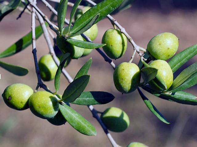 Olives 'Grossane'