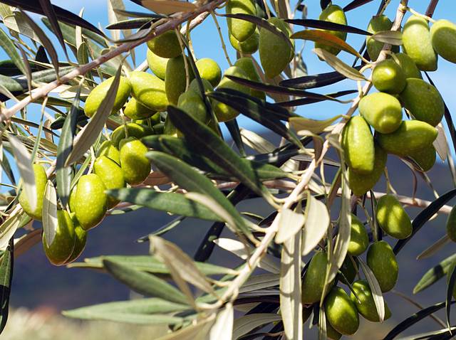 Olives 'Lucques'