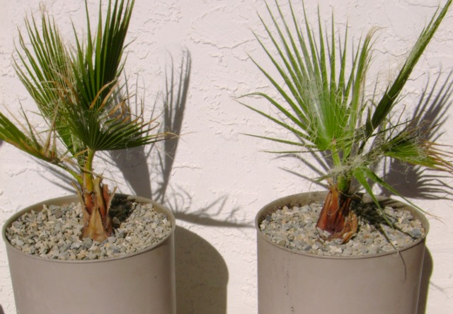 Jeunes palmiers en pot - Washingtonia filifera