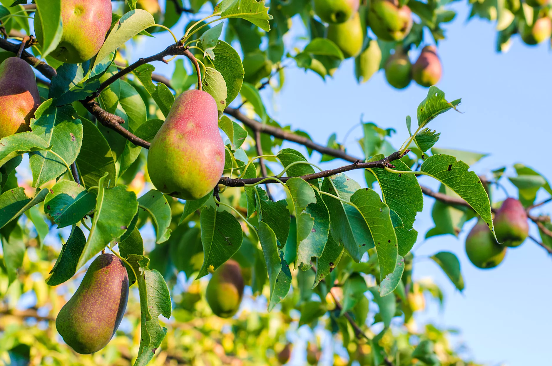 poires poussant dans les arbres avec un ciel bleu en arrière-plan