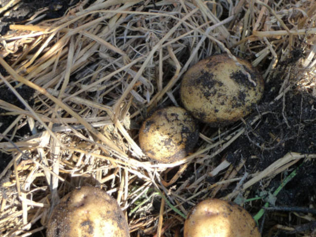 Pommes de terre sous paillage