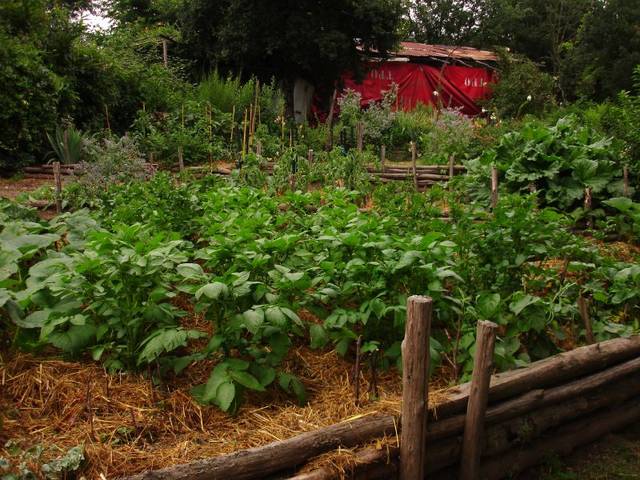 Pommes de terre sur paille