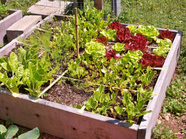 Potager en carrés