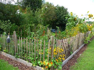 Légumes au potager