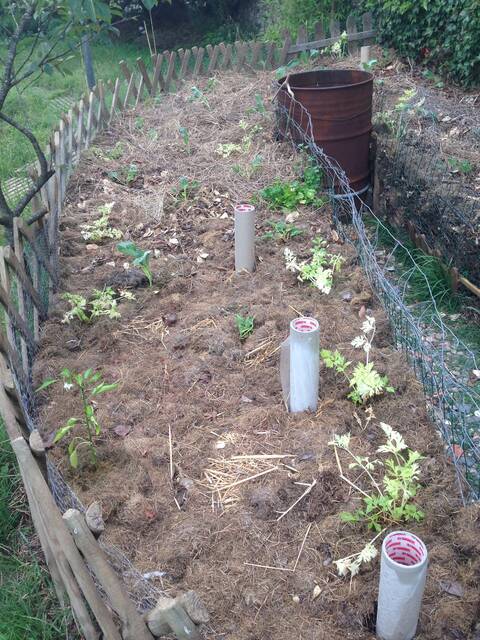 Potager en trou de serrure avec cheminées d'arrosage