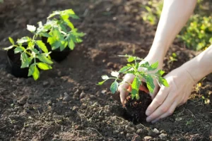 Planter une vivace en godet : conseils illustrés