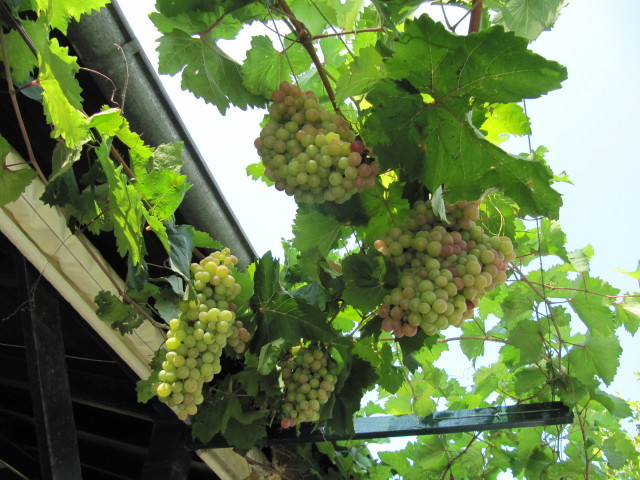 Treille (vigne palissée sur une pergola)