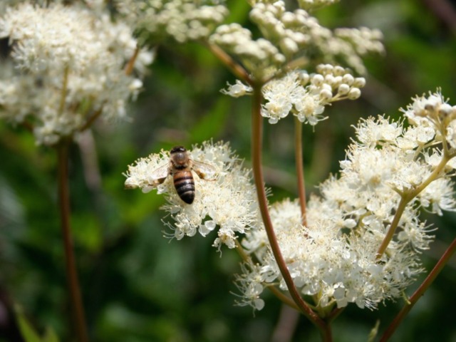 Reine des prés butinée par une abeille