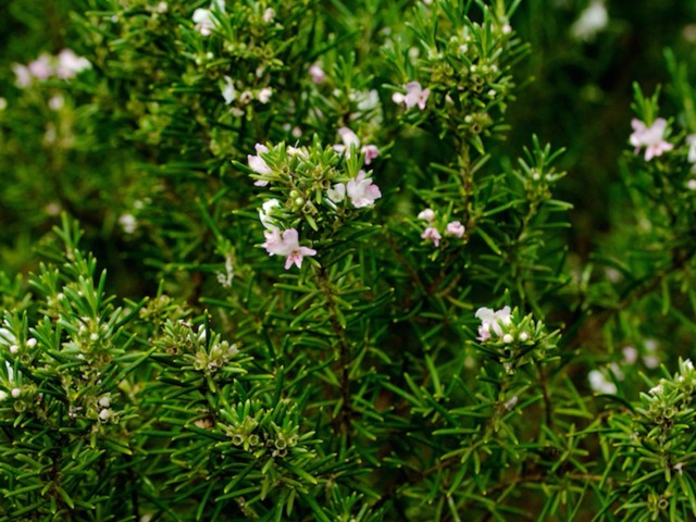 Westringia longifolia, Romarin d'Australie