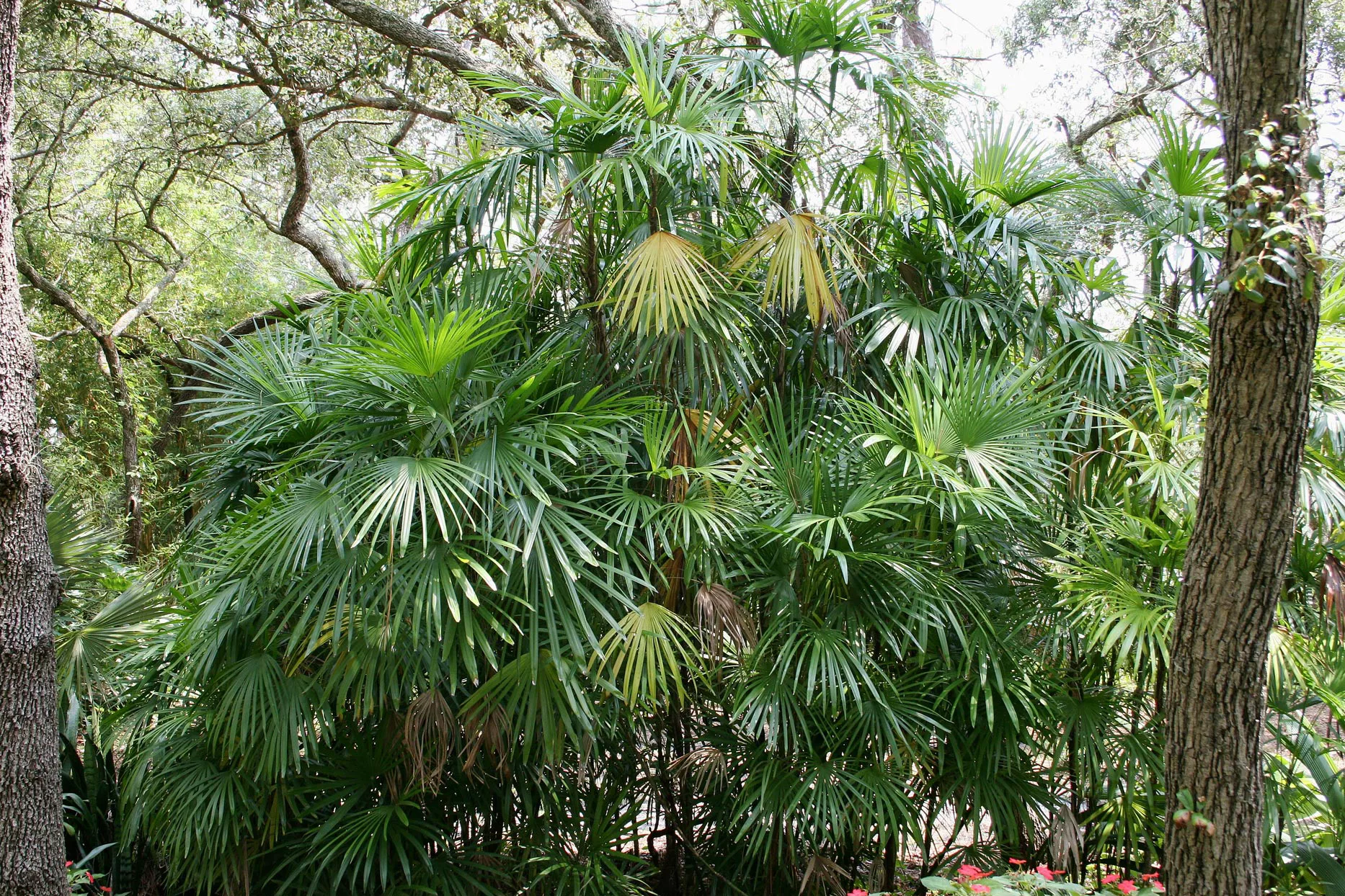 slender lady palm