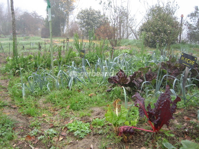 Potager en hiver