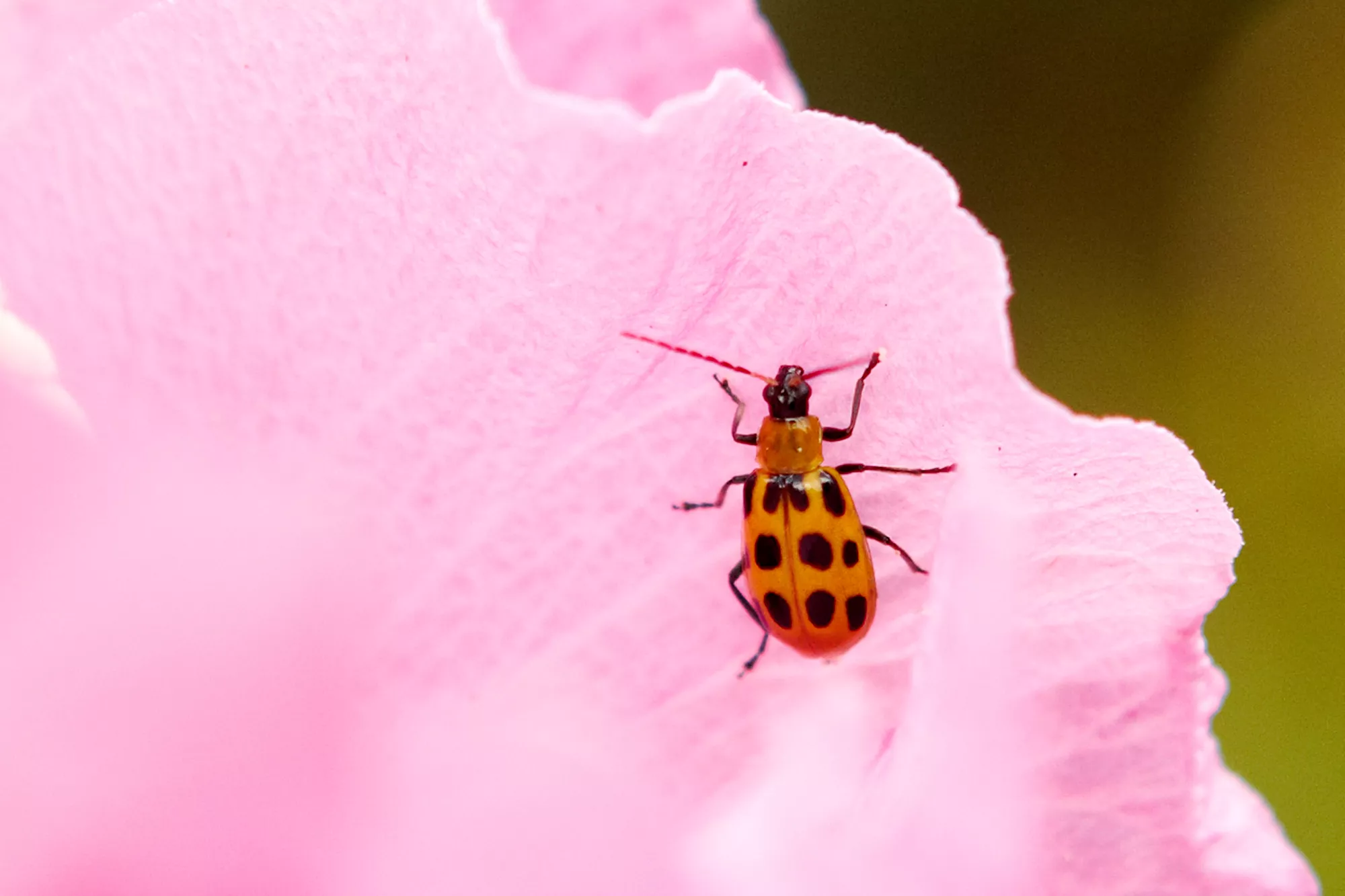 Vue rapprochée d'un coléoptère du concombre sur une fleur rose