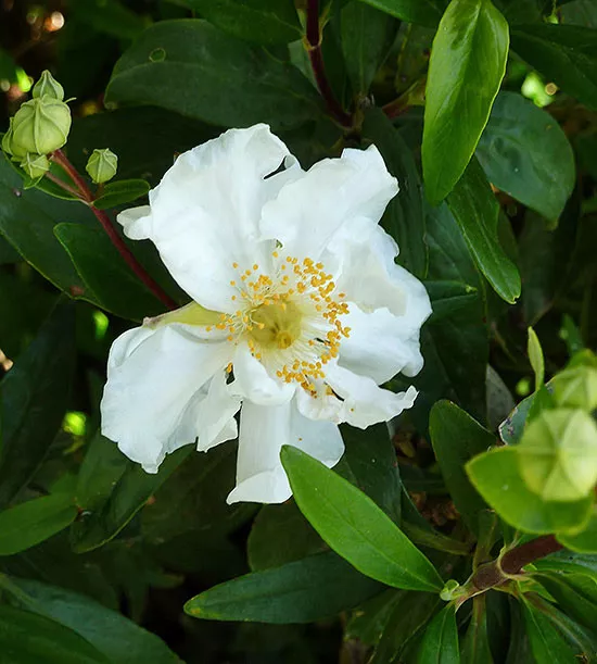 Carpenteria californica