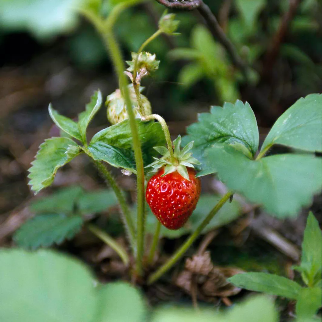 plant de fraises poussant en extérieur