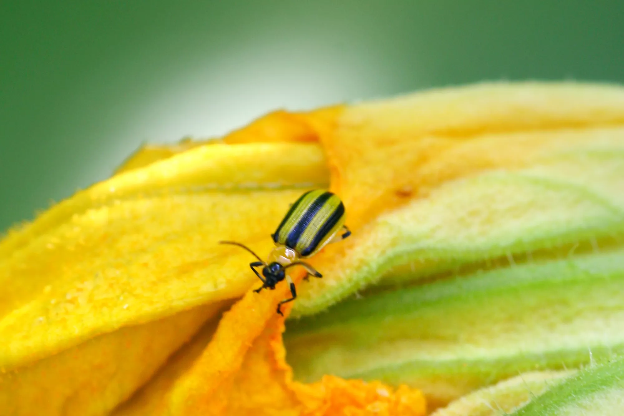 Vue rapprochée d'un coléoptère rayé sur une fleur de courge