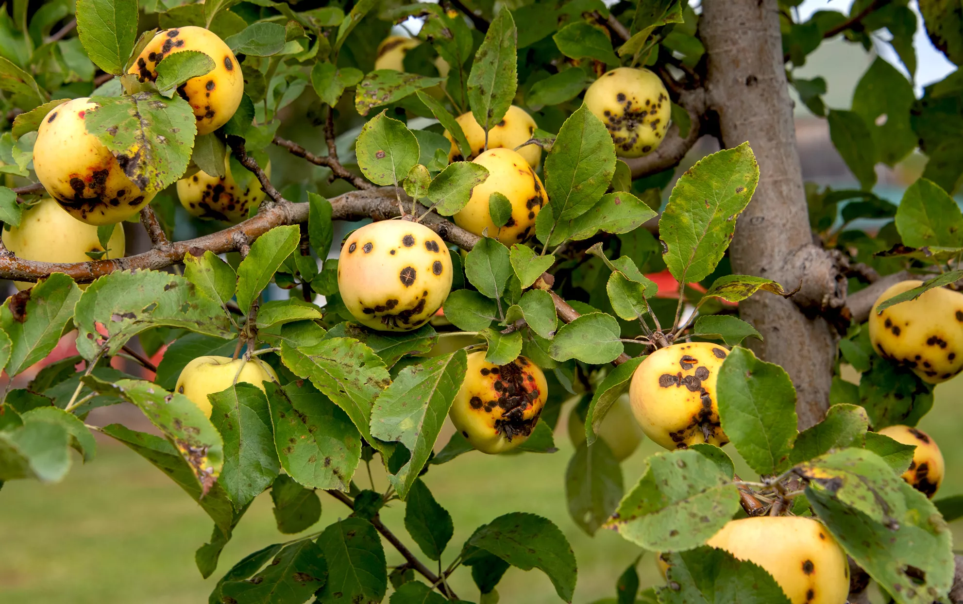 Pommier avec plusieurs pommes atteintes de pourritures et de taches