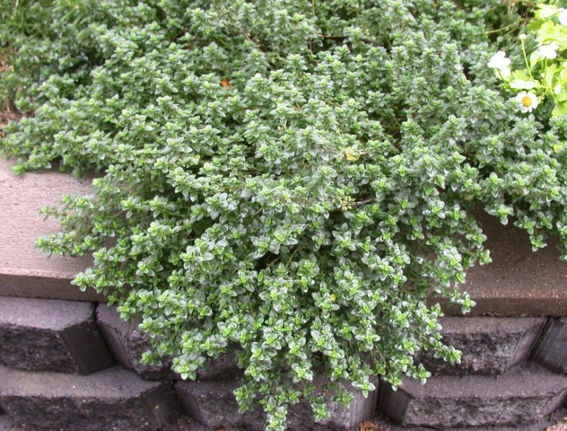 Thym citron dans une bordure ensoleillée