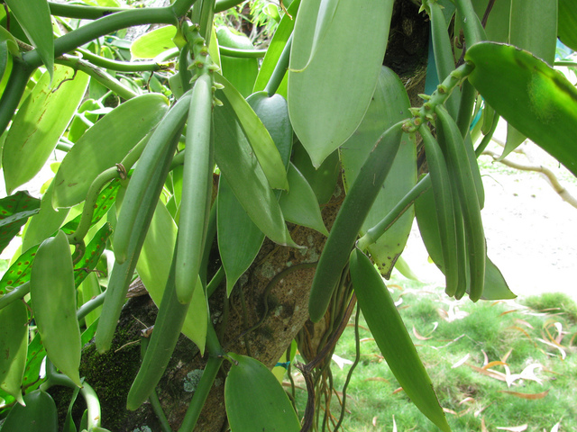 Vanilla planifolia - Gousses vertes