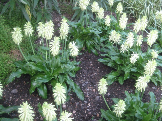 Veltheimia blanc