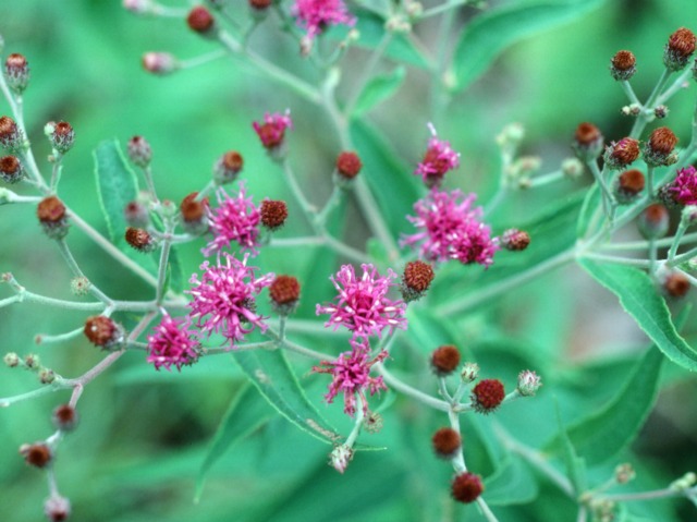 Vernonia baldwinii