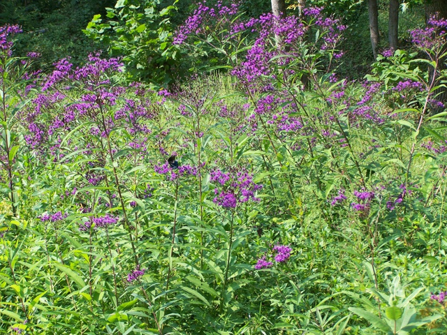 Vernonia 'Gigantea'