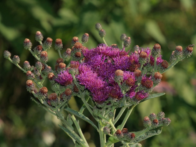 Vernonia noveboracensis