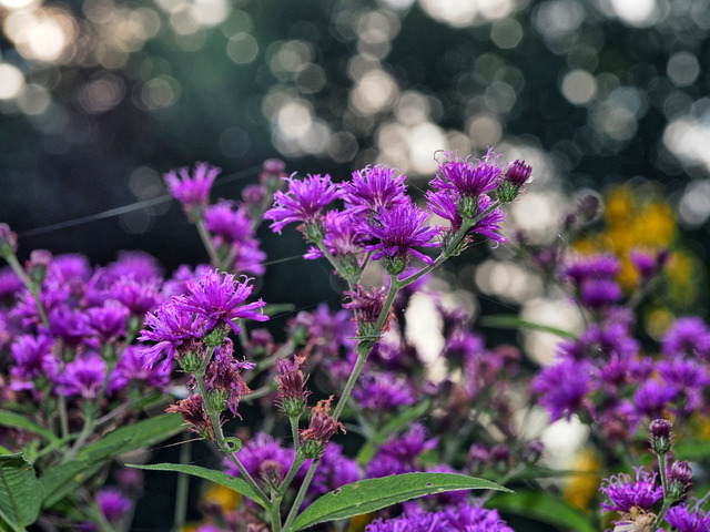 Vernonia noveboracensis