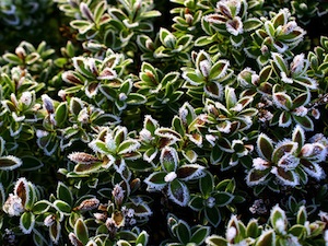 Véronique arbustive - feuillage panaché - hiver