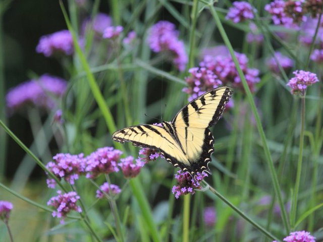 Papillon sur une verveine de Buenos Aires