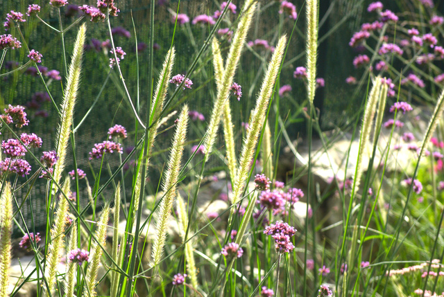 Verveine de Buenos Aires et Pennisetum