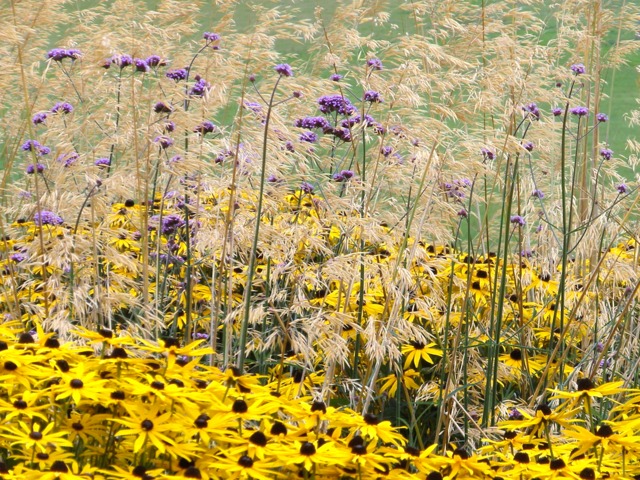 Verveine de Buenos Aires (mauve), rudbeckia (jaune), graminée