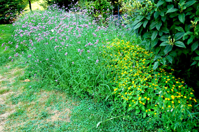 Verveine de Buenos Aires