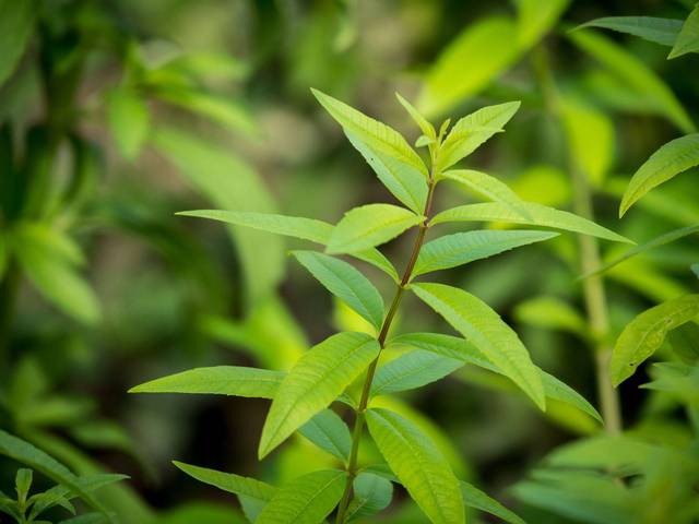 Verveine citronnelle (Aloysia citrodora)