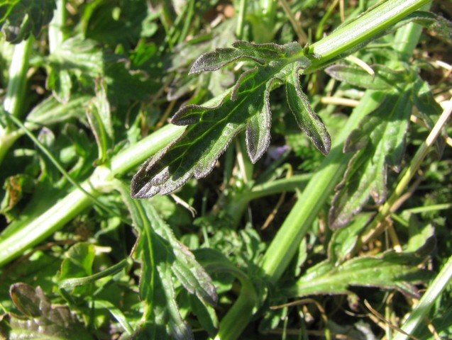 Verveine officinale - Feuille