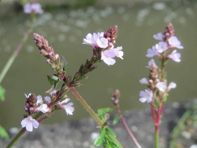 Fleurs de verveine officinale