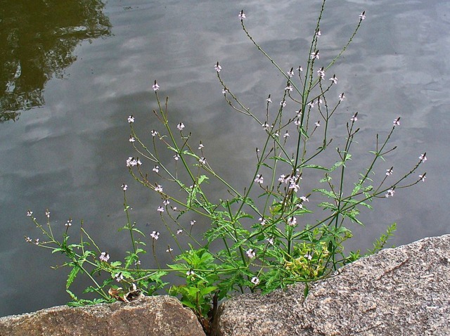 Verveine officinale au bord d'un cours d'eau