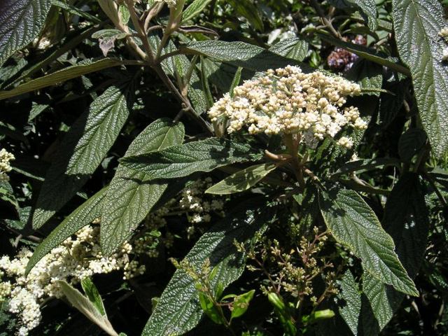 Viburnum rhytidophyllum, viorne ridée : fleurs