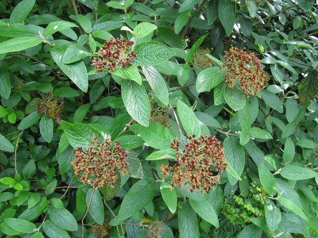 Viburnum rhytidophyllum, viorne ridée