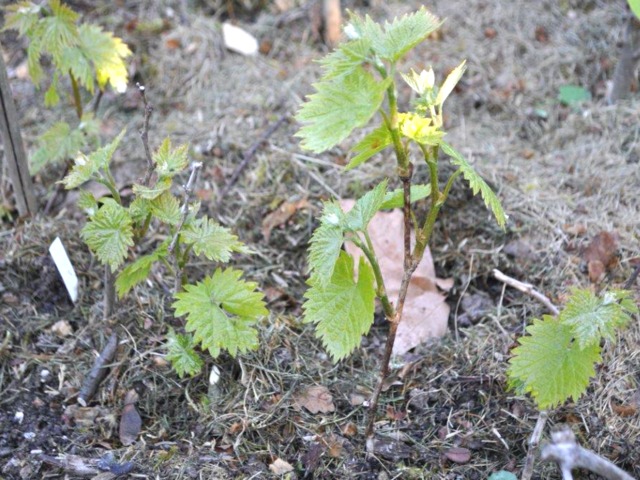 Bouture de vigne - Paillage tontes de gazon