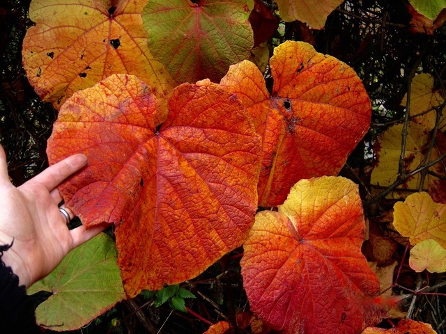 Vigne de Coignet : de grandes feuilles colorées en automne
