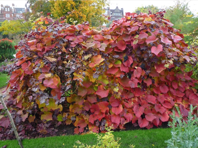 Vigne de Coignet en automne