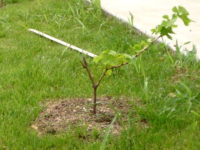 Plant de vigne récemment planté