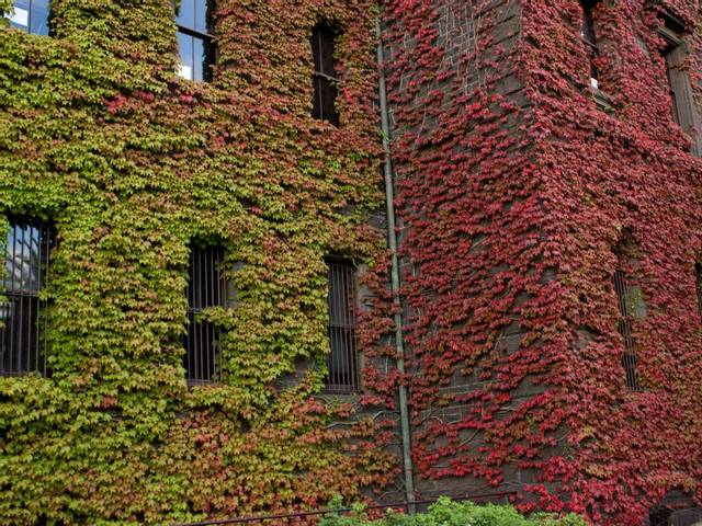 Vigne vierge ornant un vieux bâtiment