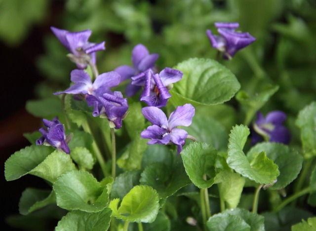 Viola odorata, violette odorante