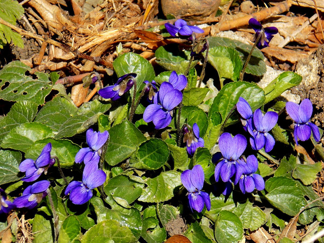 Viola odorata, violette odorante