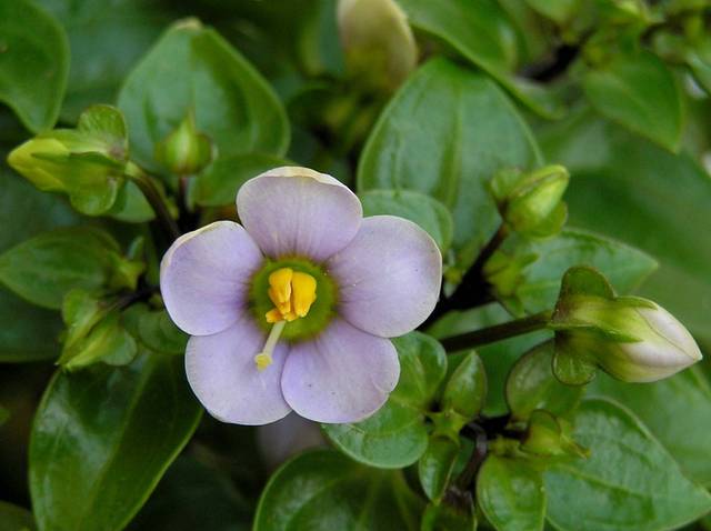 Exacum affine, violette de Perse